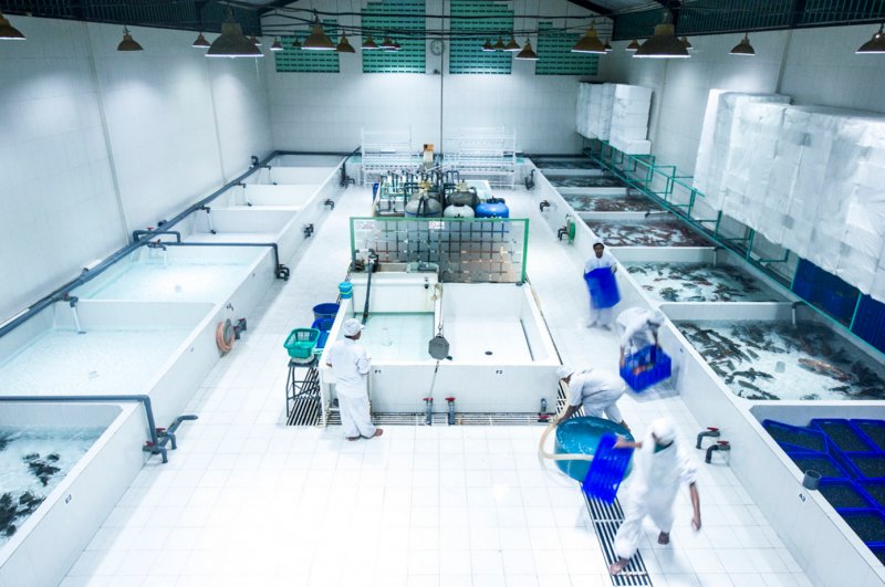 Промышленная система передержки